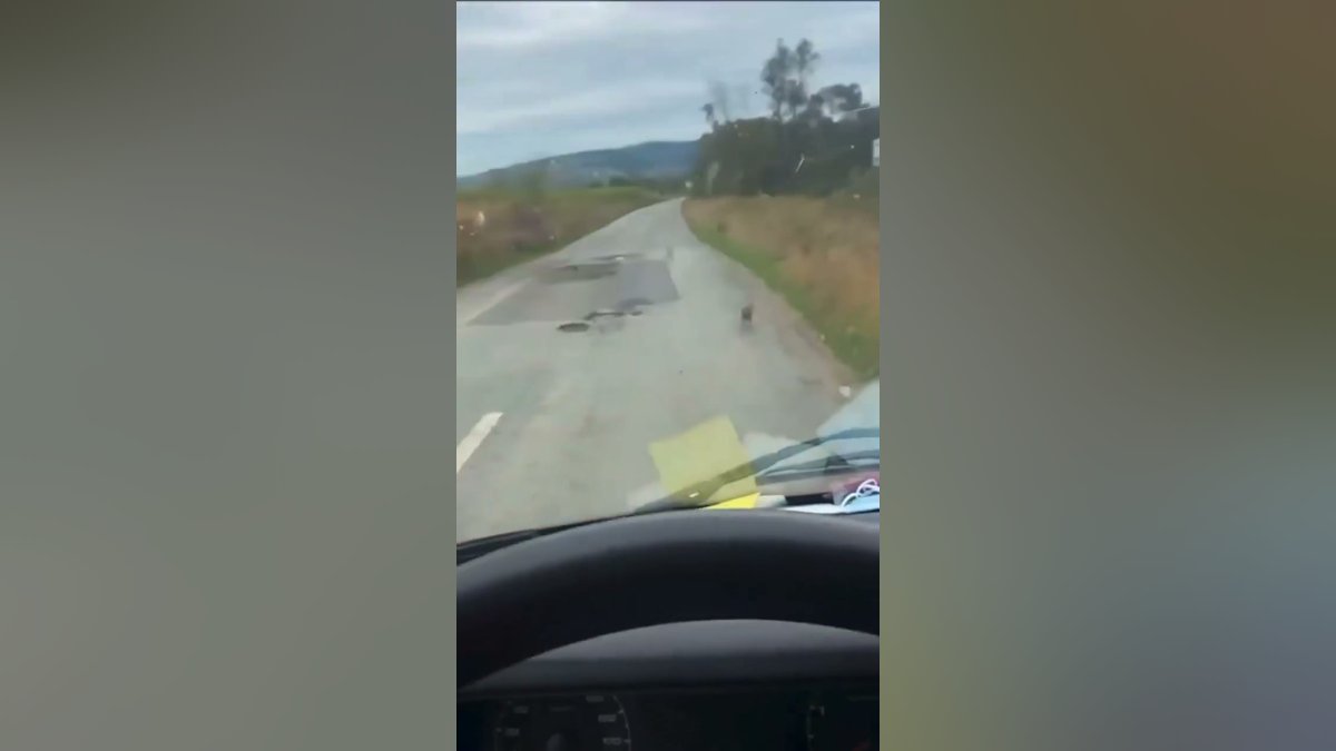 Cãozinho assustado é resgatado na beira da estrada e viaja no colo após receber carinho