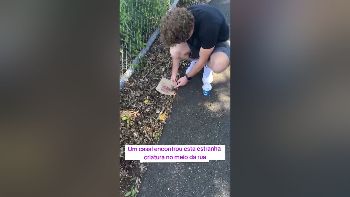 Casal resgata filhote abandonado em pacote e descobre que se tratava de um suricato