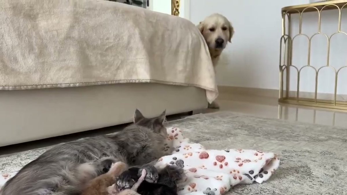 Cachorro se aproxima com cuidado e se deita ao lado de filhotes recém-nascidos de gato