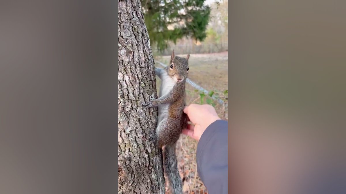 Esquilo apoiado em tronco de árvore recebe carinho de humano e reação tranquila encanta internautas