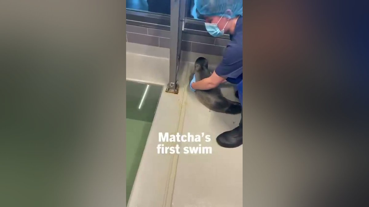 Filhote de foca dá os primeiros mergulhos em tanque sob cuidados de profissionais