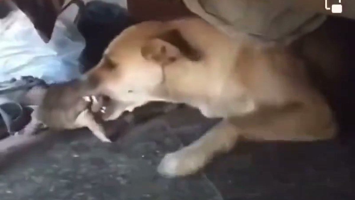 Pequena tartaruga insiste em encarar cachorro embaixo de móvel e cena inusitada chama atenção
