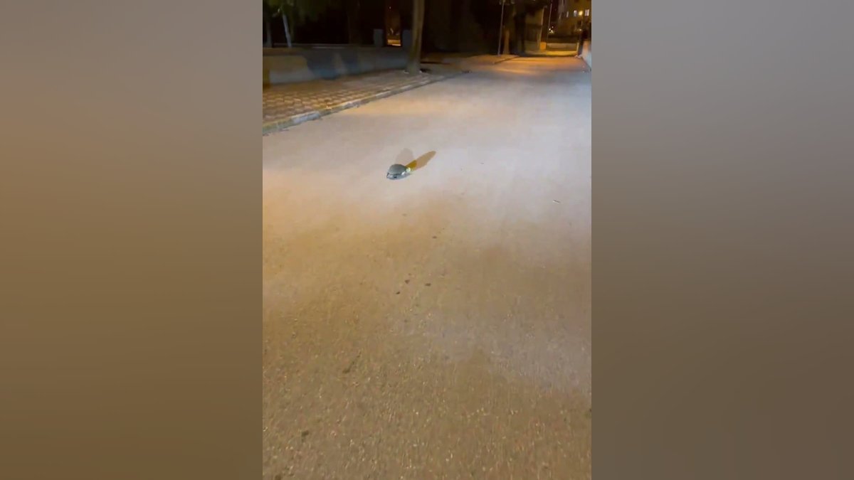Ouriço que estava com a cabeça presa em embalagem recebe ajuda na rua